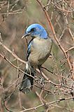 Mexican Jay